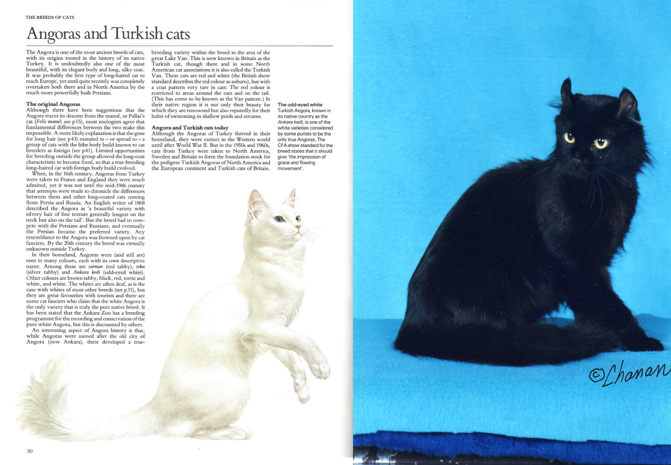 Рассмотрите фотографию кошки породы. Турецкая ангора на выставке. Лечебные кошки. Вес кота турецкая ангора.